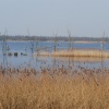 Shapwick Heath Nature Reserve