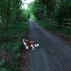 A lane near Henley on Thames, Oxfordshire