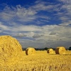 Harvested Wheat Rolls.