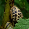 Its a long climb for a snail