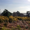 Arne Nature Reserve, in Dorset