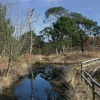 Arne Nature Reserve in Dorset
