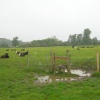 Curious cows