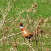 Cock of the Walk