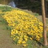 A picture of Thorp Perrow