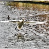 Heathrow(Birdstyle)