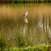 Heron (portrait) - Dinton Pastures