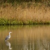 Heron