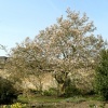 Oxford Botanical Gardens 64