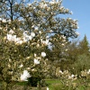 Oxford Botanical Gardens 65