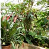 Oxford Botanical Gardens 82
