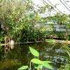 Oxford Botanical Gardens 84