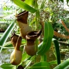 Oxford Botanical Gardens 85