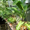 Oxford Botanical Gardens 86