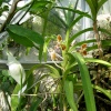Oxford Botanical Gardens 87