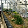 Oxford Botanical Gardens 91