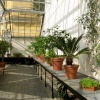 Oxford Botanical Gardens 95