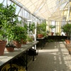 Oxford Botanical Gardens 96