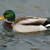 Dinton Pastures