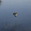 A picture of Thorp Perrow