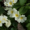 A picture of Thorp Perrow