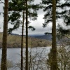 View through the tree's