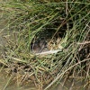Wetland Centre