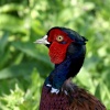 Wetland Centre
