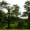 Ruins of Wardour Castle