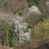 Blackthorn and Willow blossom