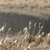 Reed Mace seeding