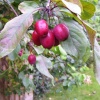 Crabapples