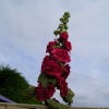 Hollyhocks