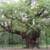 Sherwood Forest 500 year old tree