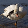 Swan at Keyhaven