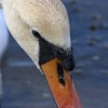 Swan at Keyhaven