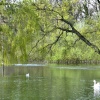 The pond at Cottingham