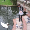 Feeding Swans