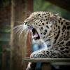 Life's one big yawn...