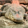 I'd like a crocodile sandwich...and make it snappy!!