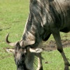 I just 'Gnu' this'd be tasty...
