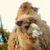 Windswept!