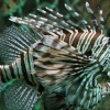 There's something very 'fishy' about this...