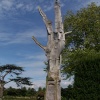 The sculptured tree