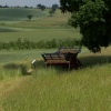Old cart under tree at Hyde Hall