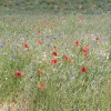 Wild flower meadow at Hyde Hall
