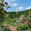 Flowers at Hyde Hall