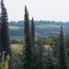 Echiums at Hyde Hall
