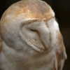 The Barn Owl