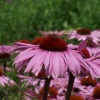 Echinacea at Hyde Hall Gardens